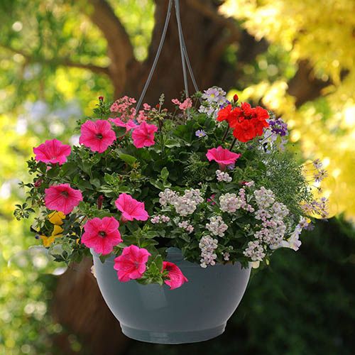 Pair Of Pre-Planted Designer Mix Hanging Baskets - Garden Plants and Tools
